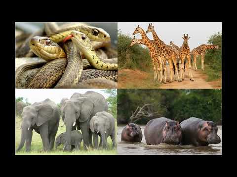 Guess the Animal Game - Animal Riddles Listening Practice