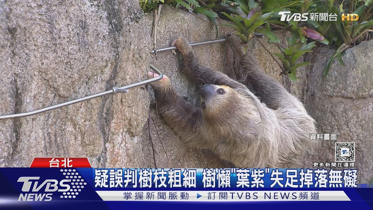 天降「樹懶」砸中遊客 網友:飆出最高時速