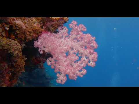 Fiji – Beautiful Walls, Soft Corals and Critters 11B - scuba diving video