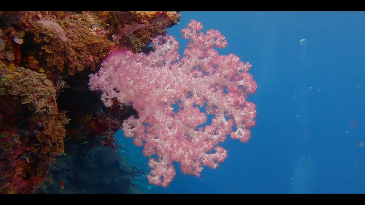 Twelfth t of 17 videos - Diving aboard "Naía" amongst multiple Fijian islands in pristine clear water