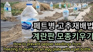 계란판에 노지 고추모종을 페트병으로 저온피해ㆍ동해ㆍ냉해 방지 How to prevent pepper seed…