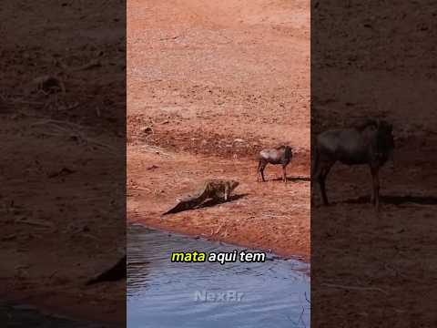 O crocodilo percebeu que algo estava errado…😳🐊 #shorts #crocodilo #gnu #viral #memes #animais #nexbr