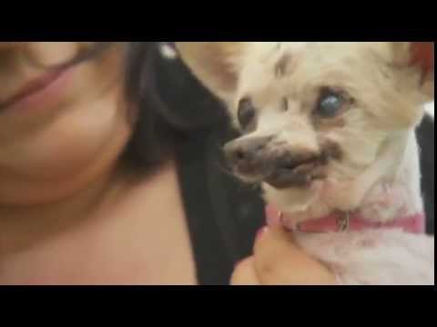 He's not so bad! Mongrel Walle is crowned World's Ugliest Dog