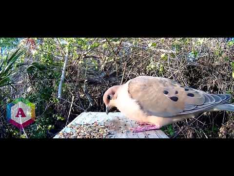 Oto najdroższy gołąb na świecie