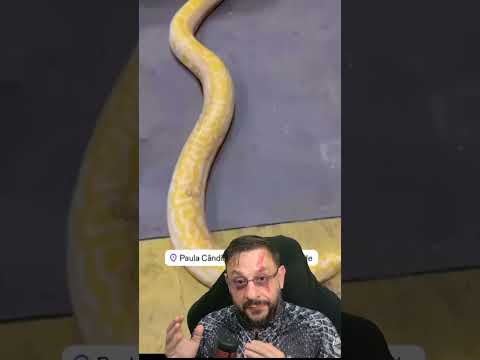 Resgate de píton em residência - Paula Cândido MG #serpente  #biologohenrique #bichoesperto #biologo