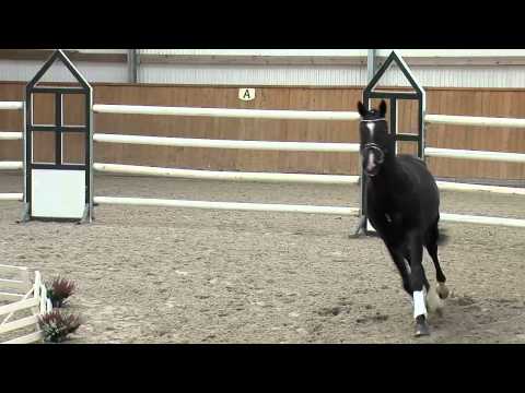 Decurio - Ratero - KN 10