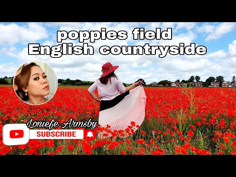 Poppies field  || English countryside || walk through the field of Poppies