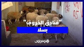 الأكباش بـ30 درهما.. "فنادق الخروف" بسلا تؤمن مبيت أضاحي العيد بخدمات الحراسة والتنظيف والتغذية thumbnail