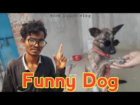 Dog Funny Vlog