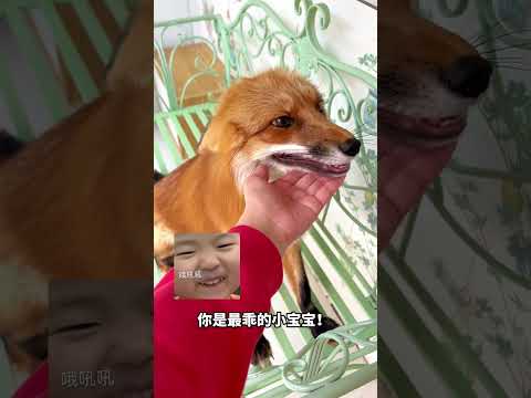 狐狸 意義
