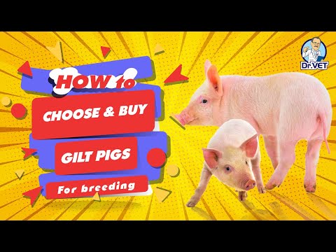 , title : 'How to choose and buy gilt pigs for breeding | Dr.Vet'