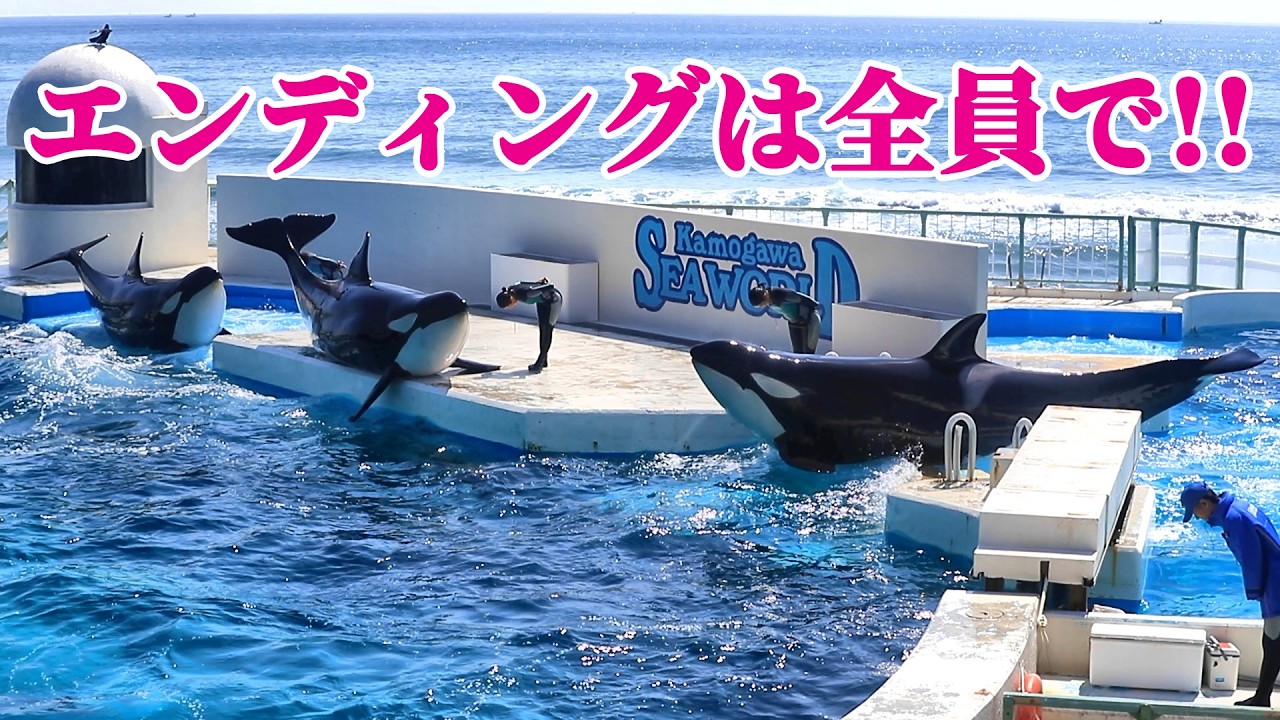 感動のエンディングは全員でランディング!! 鴨川シーワールド シャチショー KamogawaSeaWorld  orca killerwhale