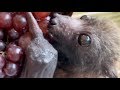 Baby bat loves expensive currant grapes:  this is Fussbudget