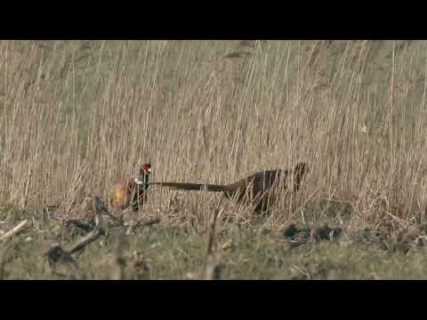 Fasanen in der Zeteler Marsch 2024