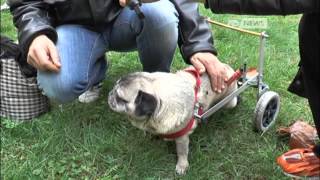 IL MAGO DEI CARRELLINI PER ANIMALI DISABILI