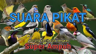 Download lagu Suara Pikat Semua Burung Kecil Super Ampuh mp3 Download lagu Suara Pikat Semua Burung Kecil Super Ampuh mp3