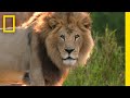 Africa S Mightiest Meat Eaters Meet The Lions Of Animal Kingdom Magic Of Disney S Animal Kingdom