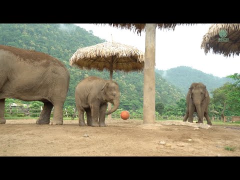 This Charming Baby Elephant Likes Playing Ball!