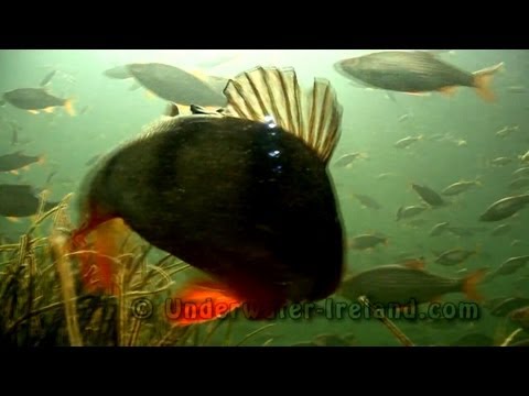Mad perch underwater (aborre ahven barsch percidae baars okon окунь)