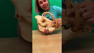 Babirusa - o animal mais sacaneado pela evolução