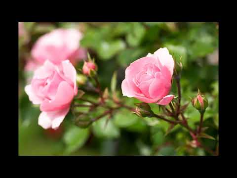 SOLO X LOPS 3N - BELLA