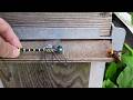 Saving Honey Bees Dragonfly Figurine Vs Giant Hornets
