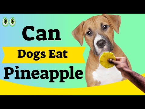 YouTube video about: Can dogs eat anise pizzelles?