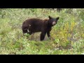 Whistler Photo Safari Spring Bear Viewing Tour With Bear Cub