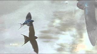 Billy Vaughn - La golondrina (HQ)