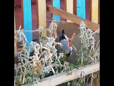 Видеофакт. В Якутию пожаловали снегири