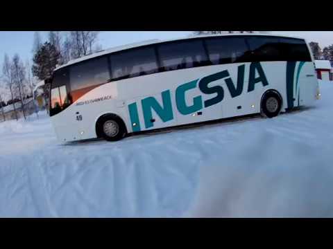 Blue fox on the road