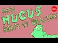 How Mucus Keeps Us Healthy Katharina Ribbeck