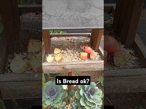 Is Bread Safe for Birds? The Truth About Feeding Birds Bread #BirdFeeding #Wildlife