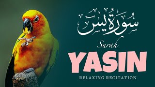 Surah Yasin (Yaseen) سورة يس |Ep. 06 | Relaxing heart touching voice | اجملُ التلاوات القرآن الکریم