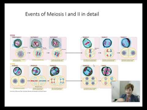 BIOL 2416 Genetics Chapter 2 Part 2