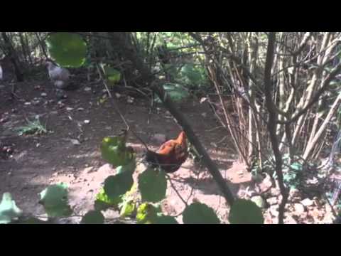 Mattina, Polizzi Generosa