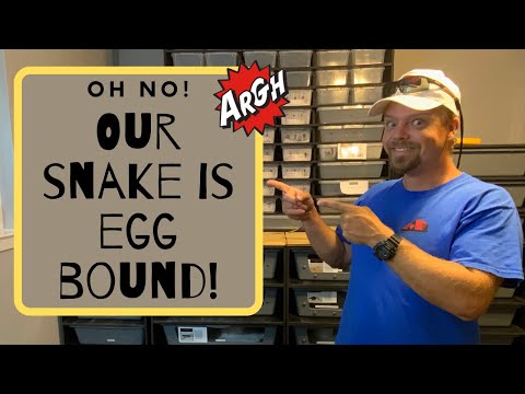 Clutch #2 of 2020: Going back - Our mama got egg bound!