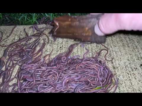 Easiest way to catch worms for fishing - SERIOUSLY