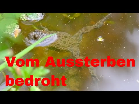 Die Gelbbauchunke - eine vom Aussterben bedrohte Amphibie mit einer sehr lustigen Stimme