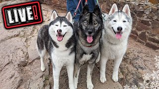 Husky Hangout LIVE 🔴 LIVE Q & A With our Siberian Huskies!