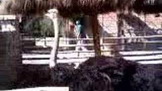 preview picture of video 'Zoo en Santa Rosa de Quives'
