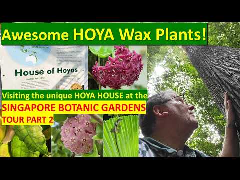 Awesome HOYA WAX PLANTS, My Visit to Singapore Botanic Gardens PART 2 #hoyaplant #succulents #plants