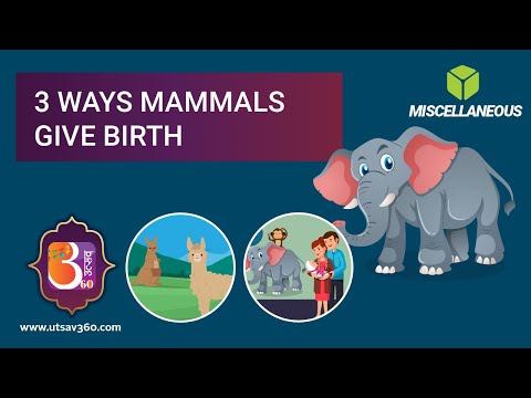 3 Different Ways Mammals Give Birth | Utsav 360