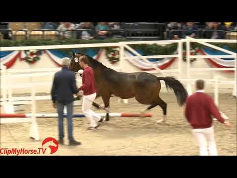 COREANDRO: stallion by Caretino Holstein, www.equine-evolution.com