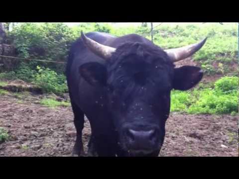 Ranc "Kucukovic" Sanica 04.05.2012