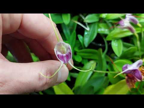 Couple more cool forest orchids in a heatwave