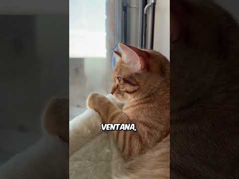 La noche en que los gatos que perdimos regresan a casa
