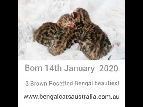 Newborn Bengal Kittens. Just 24 hours old. Bengal cat mum is Stryker.