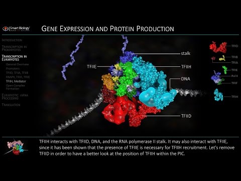 Transcription in Eukaryotes | Initiation