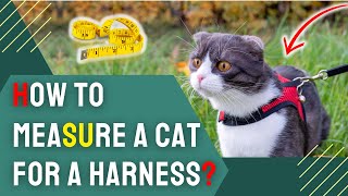 How to Measure a Cat for a Harness?  Step-by-Step Guide